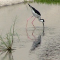 Black-Winged Stilt 高蹺鴴、長腳鷸