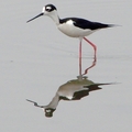 Black-Winged Stilt 高蹺鴴、長腳鷸