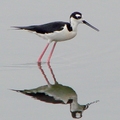 Black-Winged Stilt 高蹺鴴、長腳鷸