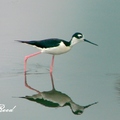 Black-Winged Stilt 高蹺鴴、長腳鷸