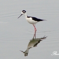 Black-Winged Stilt 高蹺鴴、長腳鷸