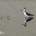 Black-Winged Stilt 高蹺鴴、長腳鷸幼鳥