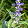 別名：藍花鼠尾草，唇形科鼠尾草屬，多年生草本植物，原產於北美德州、墨西哥、地中海沿岸。花頂生，輪繖形， 總狀花序，10-16 朵，花密集，長約20公分，花萼矩圓狀鐘形，花朵藍色、淺藍、紫色或灰白色。