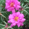 Portulaca(Rose moss) 松葉牡丹