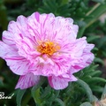 Portulaca(Rose moss) 松葉牡丹