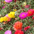 Portulaca(Rose moss) 松葉牡丹