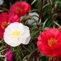 Portulaca(Rose moss) 松葉牡丹