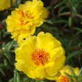 Portulaca(Rose moss) 松葉牡丹