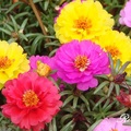 Portulaca(Rose moss) 松葉牡丹