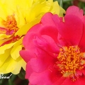 Portulaca(Rose moss) 松葉牡丹