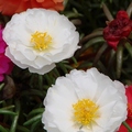 Portulaca(Rose moss) 松葉牡丹