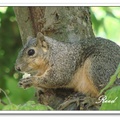 or Eastern Fox Squirrel, larger than the Eastern Gray Squirrel. 
