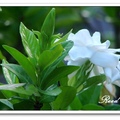 Gardenia 梔子花