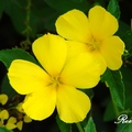 Yellow Elder 黃時鐘花