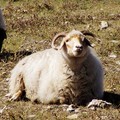 青海藏系綿羊