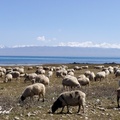 青海藏系綿羊
