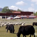 青海藏系綿羊和黑犛牛