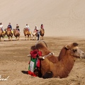 敦煌鳴沙山駱駝