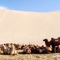 敦煌鳴沙山駱駝隊