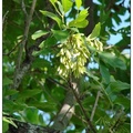 American Ash 美國白蠟樹、桉樹