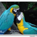 藍黃金剛鸚鵡 Blue and Gold Macaw