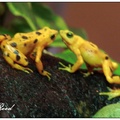 巴拿馬金蛙被稱為「蛙」，但除了有潤滑的皮膚及像蛙的外貌外，牠們其實是屬於蟾蜍。

