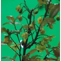 桂葉黃梅(米老鼠樹) Ochna kirkii