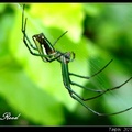 長腳蛛科，主要特徵：背部中央有三條黑色縱帶，體側為白黃綠黑相間的條紋，有點像西瓜顏色。
台灣最常見，屬於晝行性的蜘蛛。
挹翠山莊～象山