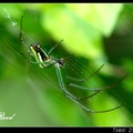 長腳蛛科，主要特徵：背部中央有三條黑色縱帶，體側為白黃綠黑相間的條紋，有點像西瓜顏色。
台灣最常見，屬於晝行性的蜘蛛。

挹翠山莊～象山