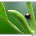 LadyBug 赤星瓢蟲