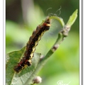 黑端豹斑蝶幼蟲 larva or caterpillar