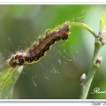 黑端豹斑蝶幼蟲 larva or caterpillar