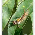 小白紋毒蛾幼蟲 larva or caterpillar