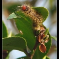 琉璃蛺蝶幼蟲？ larva or caterpillar