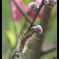 黑端豹斑蝶幼蟲 larva or caterpillar