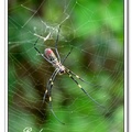 Nephila clavata (Fabricius) 橫帶人面蜘蛛