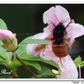 Bumble Bee 熊 蜂
