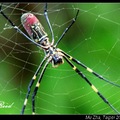 Nephila clavata (Fabricius) 橫帶人面蜘蛛