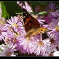 Red Admiral 紅蛺蝶