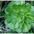 Hen And Chicks 七福神？