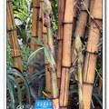 竹亞科，別名：桂綠竹
產地：兩廣、海南、雲南、台灣