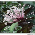 Starburst Bush，Fireworks Flower 煙火花