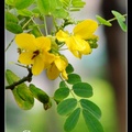 豆科(蘇木亞科)，原產地, 印度、斯里蘭卡、澳洲。
羽狀複葉，花黃色，花瓣五片，整年都會開花。
果實為莢果，扁平狀，長約7-9公分。