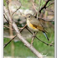 Orange Flanked Bush Robin(紅脇)藍尾鴝 (female)