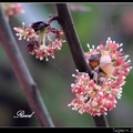學名 lindera megaphylla Hemsl
繖形花序，由葉腋出，每一團花大約有二十朵小花，花瓣六片紫紅色，雌雄異株，雄花有褐色總苞四枚，雄蕊有三輪，第三輪花絲基部有綠色線體一對。
樹形高大，多生長在台灣中部以北的低海拔山陰處。
