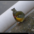 Red-billed Leiothrix 紅嘴相思鳥