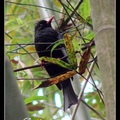 Black Bulbul 紅嘴黑鵯