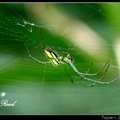 長腳蛛科，主要特徵：背部中央有三條黑色縱帶，體側為白黃綠黑相間的條紋，有點像西瓜顏色。
台灣最常見，屬於晝行性的蜘蛛。

