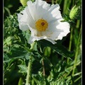 白刺罌粟花(White Prickly Poppy)