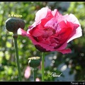鴉片罌粟花 Opium Poppy
